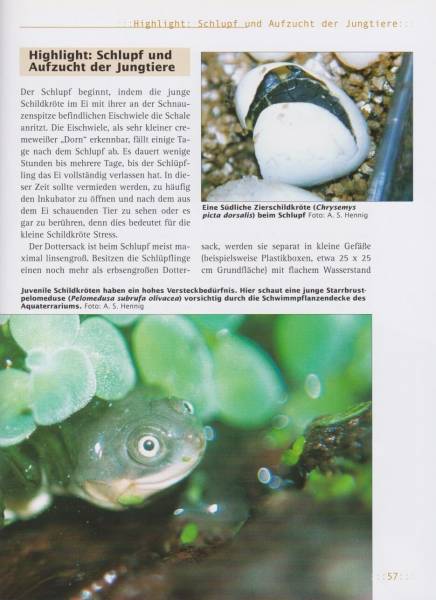 Preview: Haltung von Wasserschildkröten